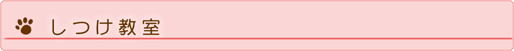 しつけ教室